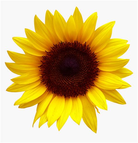 Sunflower Clipart Png Transparent Png Transparent Png Image Pngitem