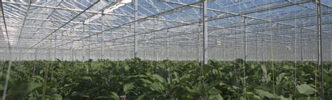 The Benefits Of An Automated Greenhouse In Commercial Growing GrowSpan