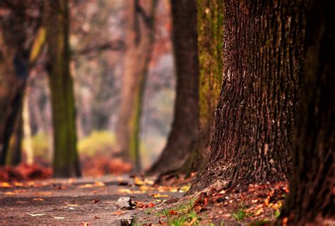 Fondos De Pantalla Luz De Sol Paisaje Bosque Naturaleza Madera