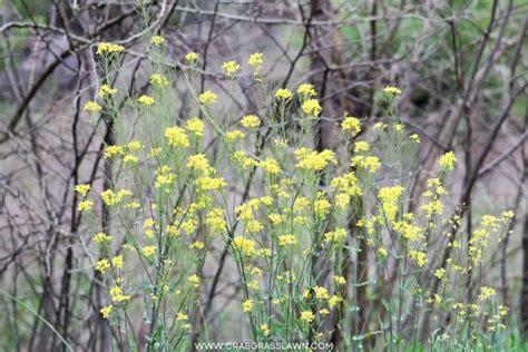 30 Weeds with Yellow Flowers: Common Lawn Weed Guide (2023) | CrabgrassLawn