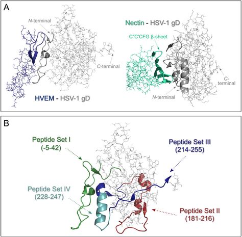 A Structure Of HVEM HSV 1 GD Complex 1JMA And The First Domain Of