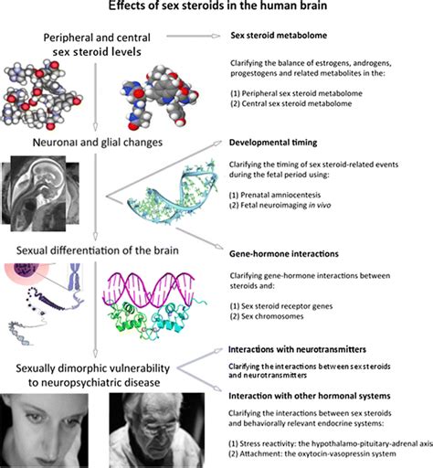 Effects Of Sex Steroids A Multimodal Perspective Figure 1 Outlines Download Scientific