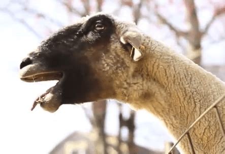 Screaming goats are now doing karaoke | Grist