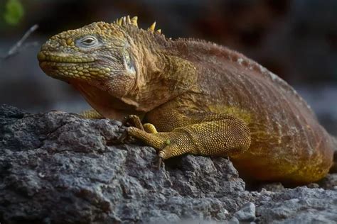 Galapagos ecuador Stock Photos, Royalty Free Galapagos ecuador Images | Depositphotos