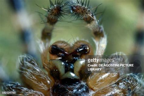 Spider Mouth Photos and Premium High Res Pictures - Getty Images