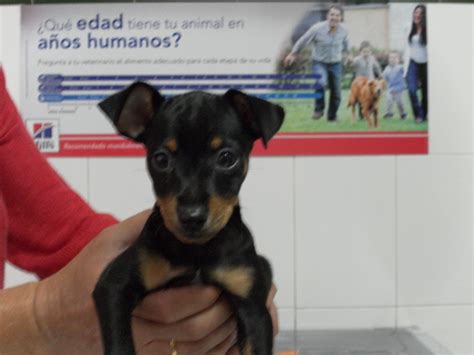 mi perro tiene picor tuveterinarioinfo