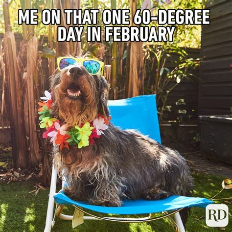 45 Hilarious Dog Memes Youll Laugh At Every Time Readers Digest