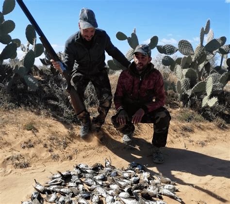 Chasse aux Grives en Tunisie avec Kchasse Tunisie Programme et Détails