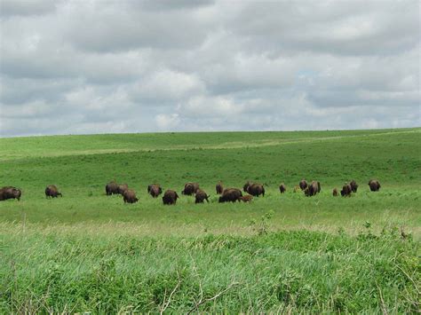 Free picture: bison, herd, grazing