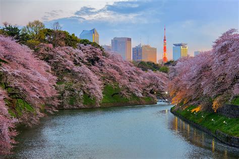 2019日本賞櫻全攻略！東京6大賞櫻名所、開花時間、櫻花小知識的超詳細懶人包，實用必收！ Yahoo奇摩時尚美妝