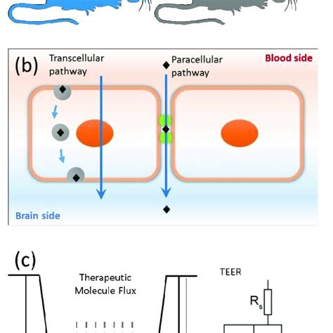 The Blood Brain Barrier A Discovery Of The Blood Brain Barrier