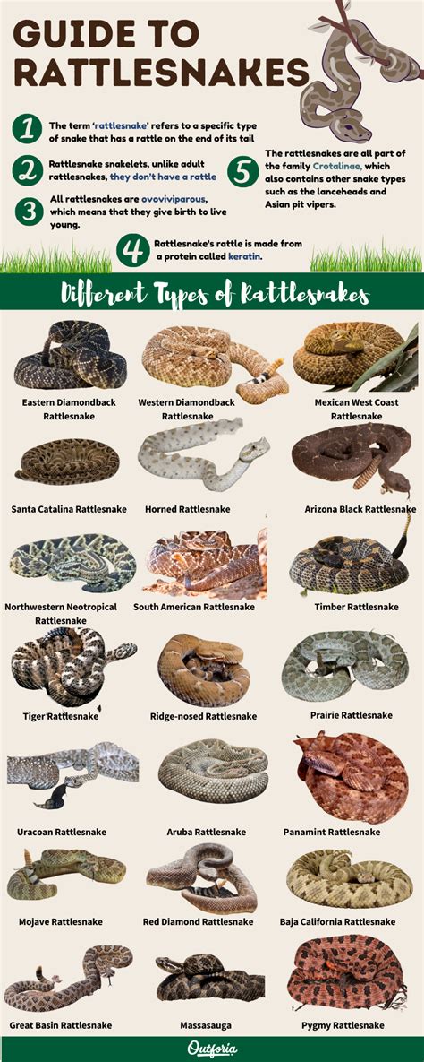 Snakes! - Page 2 - SASS Wire Saloon - SASS Wire Forum