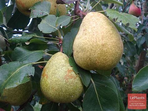 Груша 'Сказочная' — описание сорта, характеристики | на LePlants.ru