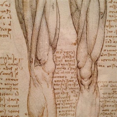 Leonardo Da Vinci Anatomist Mondegro