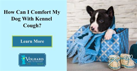 Does Honey Help Dogs With Kennel Cough