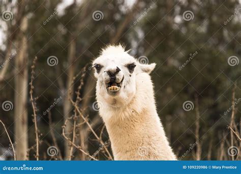 Mad Llama