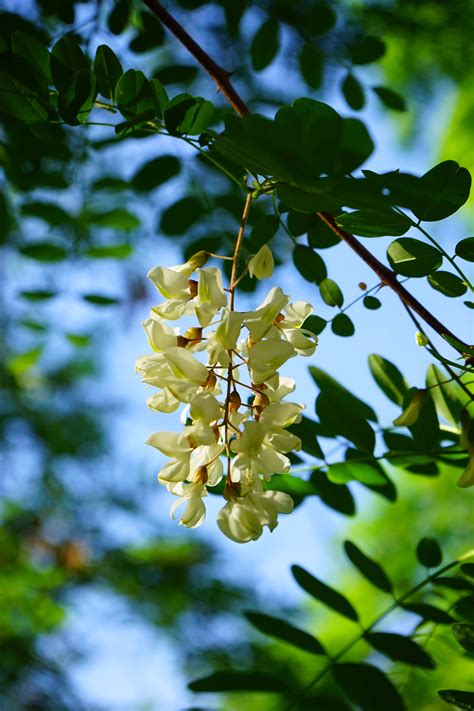 leaf, robinia pseudoacacia, ornamental plant, pollen, freshness ...