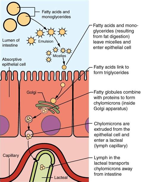 Chemical Digestion And Absorption A Closer Look Anatomy And