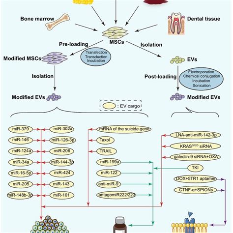 Applications Of Bioengineered MSC Derived EVs In Cancer Therapy