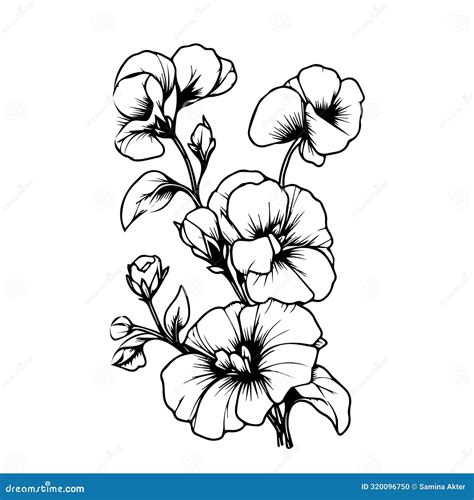 Coloring Pages For Adults Hand Drawing Sweet Pea Flower Sketch Art Of