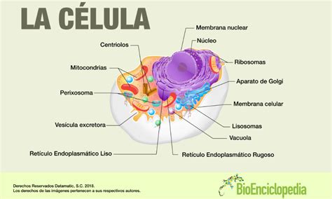 Infografía de la Célula Animal Estructura BioEnciclopedia Célula