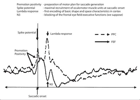 saccadic eye movement evoked potentials recorded  healthy subjects