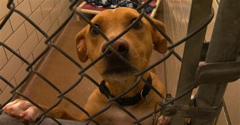 Animal Humane Society Temporarily Closing 3 Metro Shelters Due To