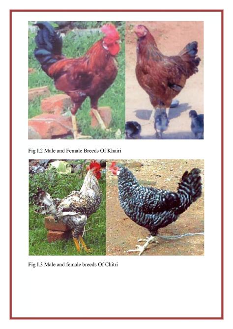 Qualitative And Quantitative Traits Of Chicken Pdf