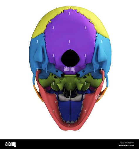 3d Rendered Illustration Human Skull Anatomy Stock Photo Alamy