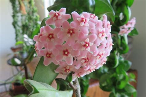 How To Make Your Hoya Bloom Hacks For Encouraging Flowering Garden