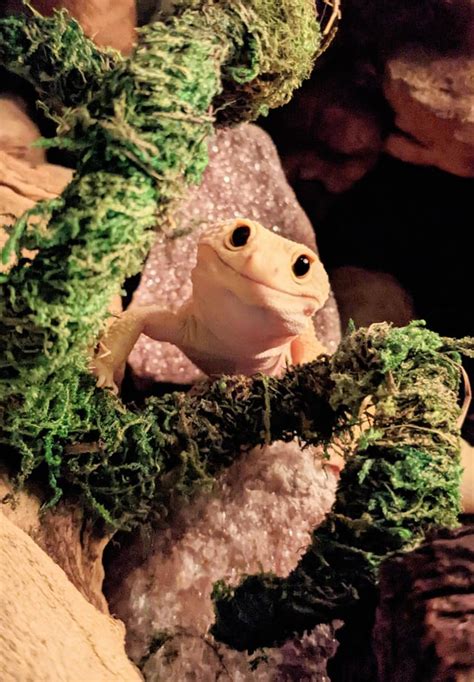 The Cutest Baby : r/leopardgeckos