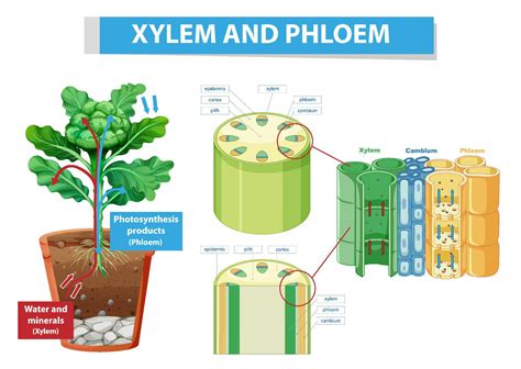 diagram som visar xylem och floem i växt 7205960 Vektorkonst på Vecteezy