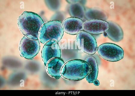 La levadura Saccharomyces cerevisiae ilustración Fotografía de stock