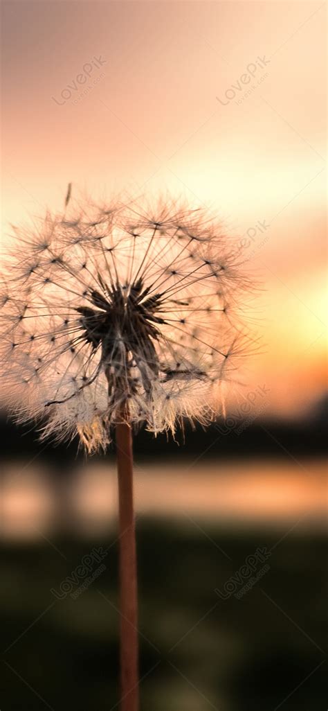 Dandelion Hd Wallpaper For Phone Infoupdate Org