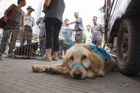 Pictures From Yulin Dog Meat Festival Show Heartbreaking Cruelty of Event