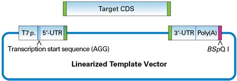 Template Vector Bspq I For T Mrna Synthesis