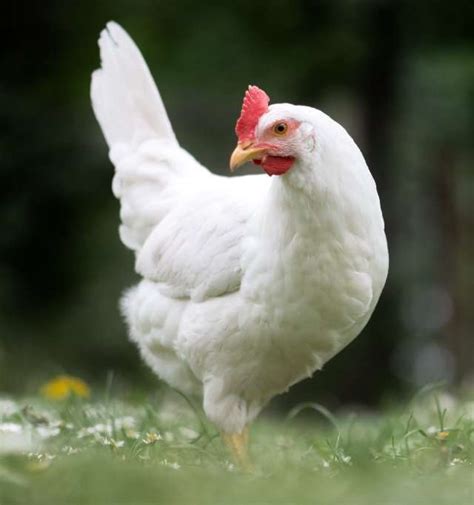 Las Principales Razas De Gallinas Ponedoras