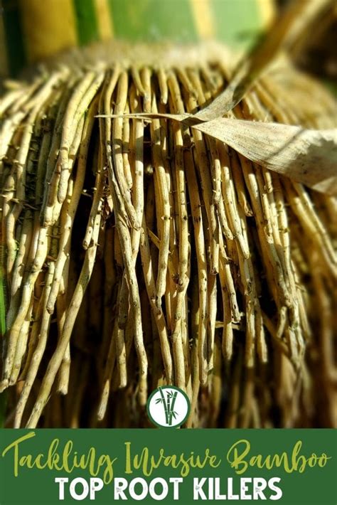 6 Best Bamboo Root Killers | Bamboo Plants HQ