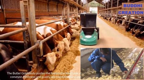 amazing cow and Poultry Chicks Farming Technology, Breeding Methods ...