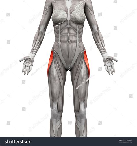 Tensor Fasciae Latae Anatomy Muscles Isolated Stock Illustration 421169986