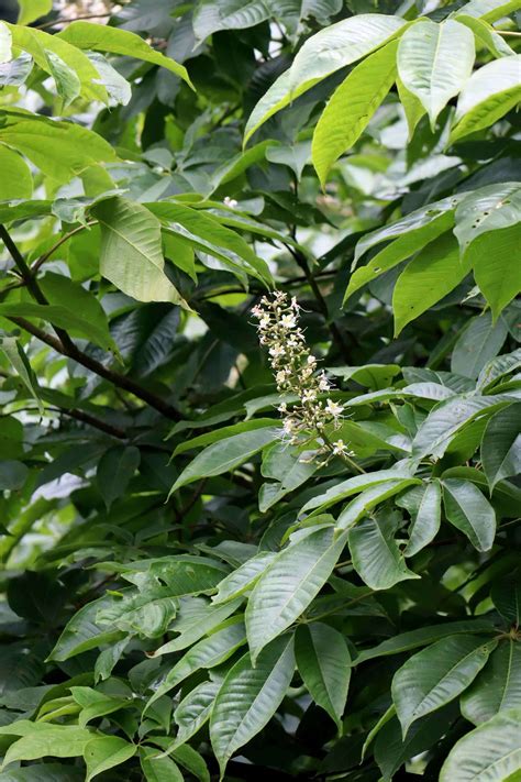 科普云南 乌蒙觅珍 云南七叶树：优雅洁白，芳香四溢，我是云南山地特有种！ 关注森林