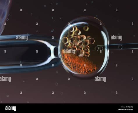 in vitro fertilization Stock Photo - Alamy