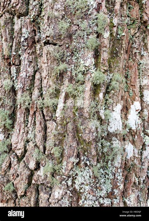 Oak tree bark Stock Photo - Alamy