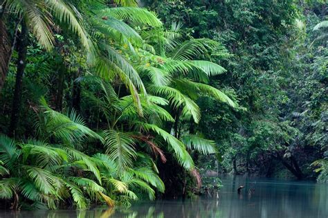 Wet Tropics Of Queensland Exploration Exploration