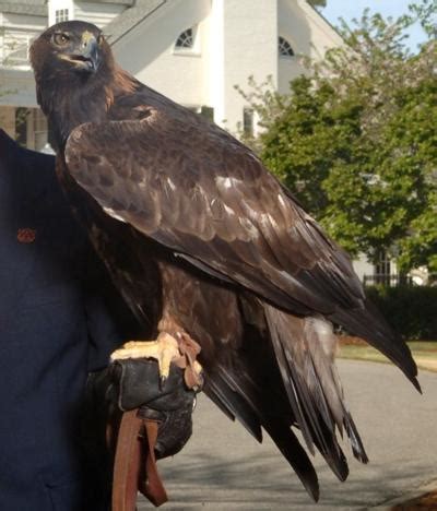 Auburn eagle mascot recovering after eye surgery