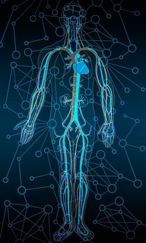 Cómo Cuidar El Sistema Circulatorio Consejos Para Una Buena Salud Cardiovascular