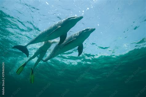 Tourist Swimming with Bottlenose Dolphins, Grand Bahama Island, Bahamas Stock Photo | Adobe Stock