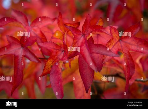 Liquidambar Styraciflua Foliage Hi Res Stock Photography And Images Alamy