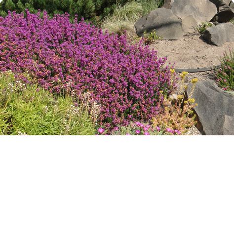 Blog • Planning a Drought-Resistant Landscape