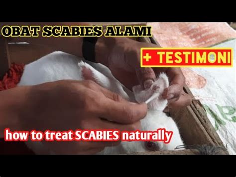 Cara Mengobati Scabies Kelinci Secara Alami How To Treat Scabies In